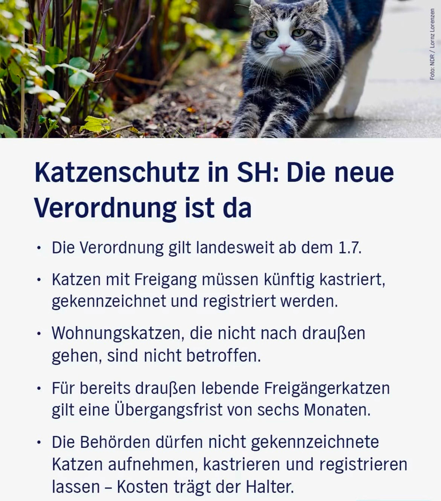 Neue Katzenschutzverordnung ab 1. Juli